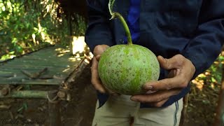 Jungle Survival - Climbing the tree picking fruits in the forest