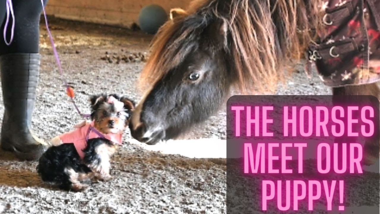 Introducing Our New Puppy To Our Herd Of Horses! YouTube