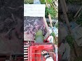 Insane Fish Release All at Once!