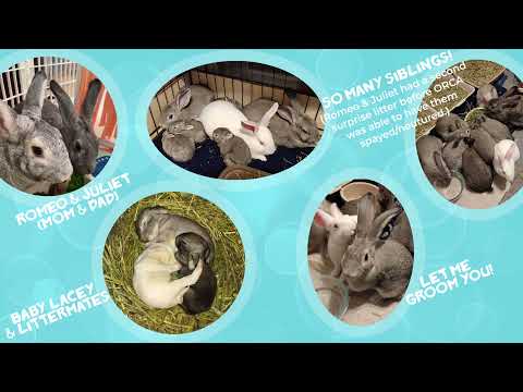 2020 Virtual Bunny Cafe:  Making Friends with Lacey and Rex Harrison