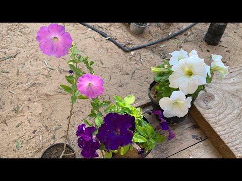 فيديو: هل تعرف كيف تزرع زهور البتونيا من البذور؟