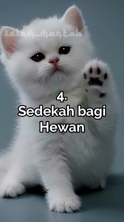Pahala Memelihara Kucing #shorts #dakwah #islam #ceramah #kucing #peliharaan