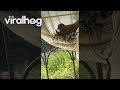 Pigeon Builds a Nest in Window Curtain || ViralHog