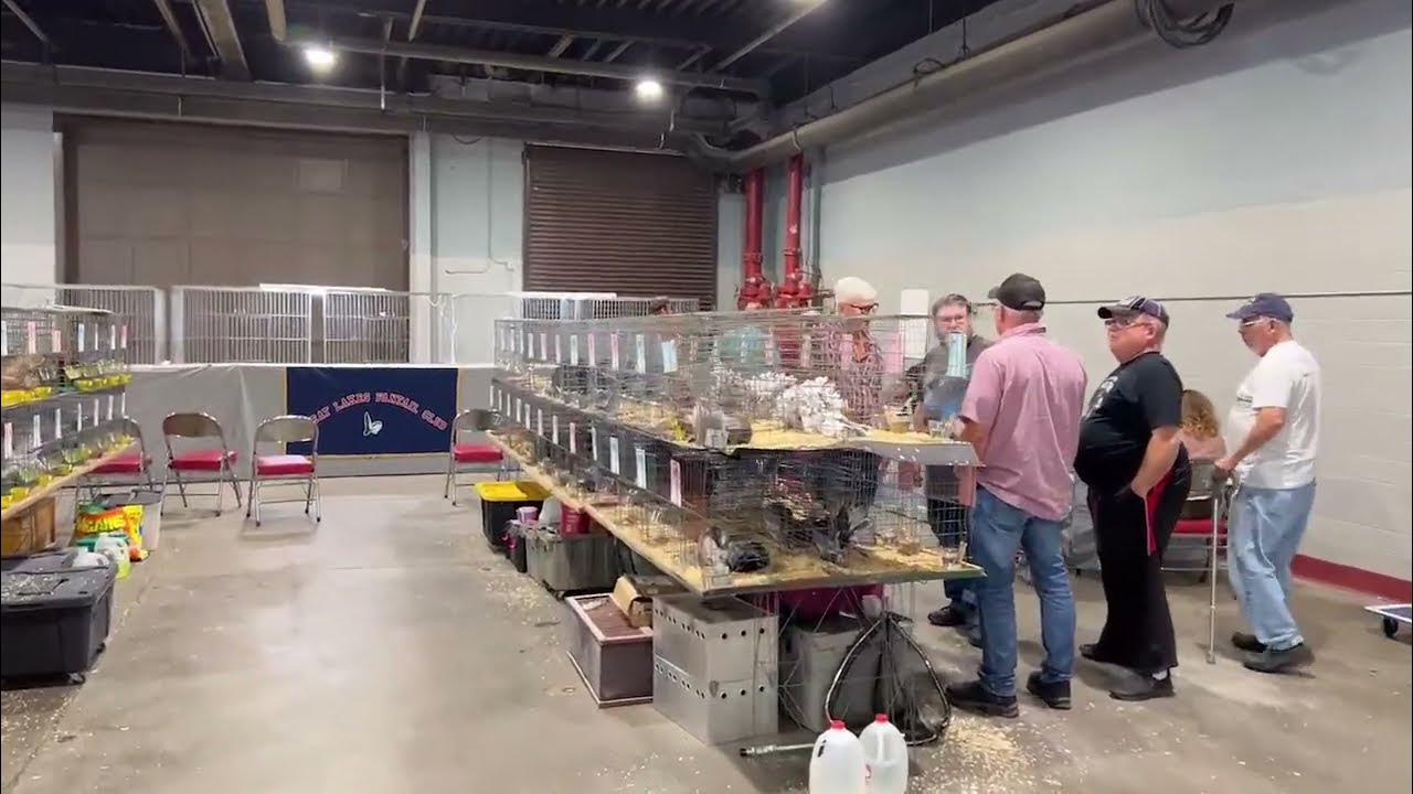 2023.10.27 National Young Bird Show in Louisville, Kentucky YouTube