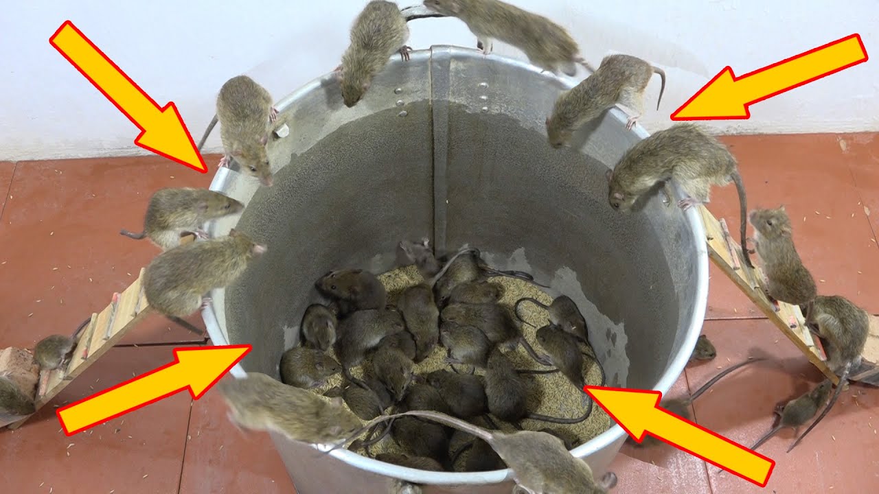 Perangkap Tikus Sekam Padi Terbaik / Hemat Waktu dan Sangat Efektif | Mouse Channel 2020