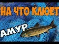 На что клюет амур