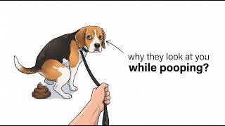 Why Dogs Stare at You While Pooping? (Science Explained)