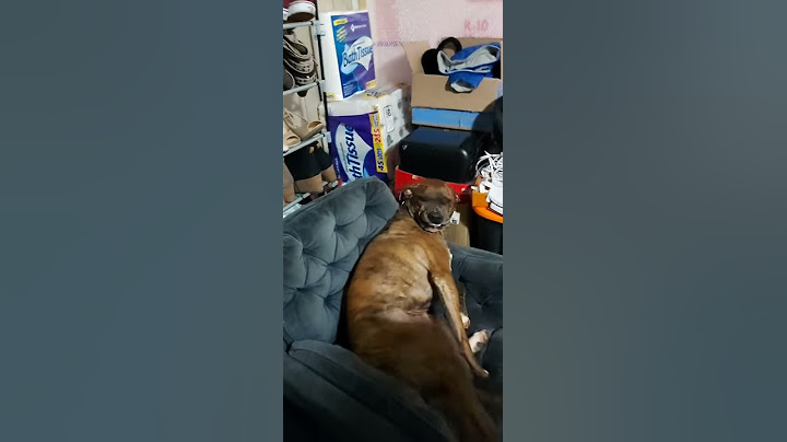 Perro tiene la sonrisa más grande cada vez que ve a sus dueños.