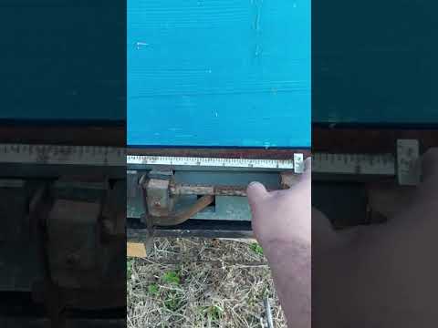 21.05.21 Акация, привес
