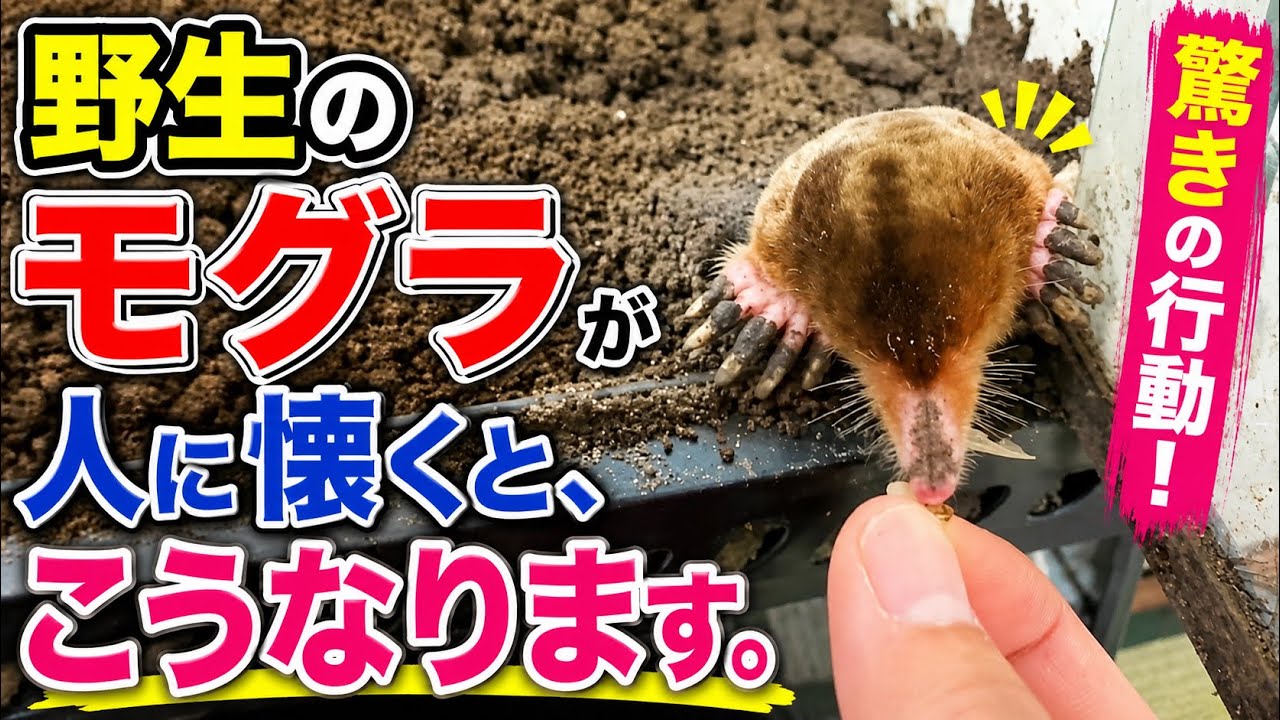 野生のモグラが人に懐くと、こうなります。 - YouTube