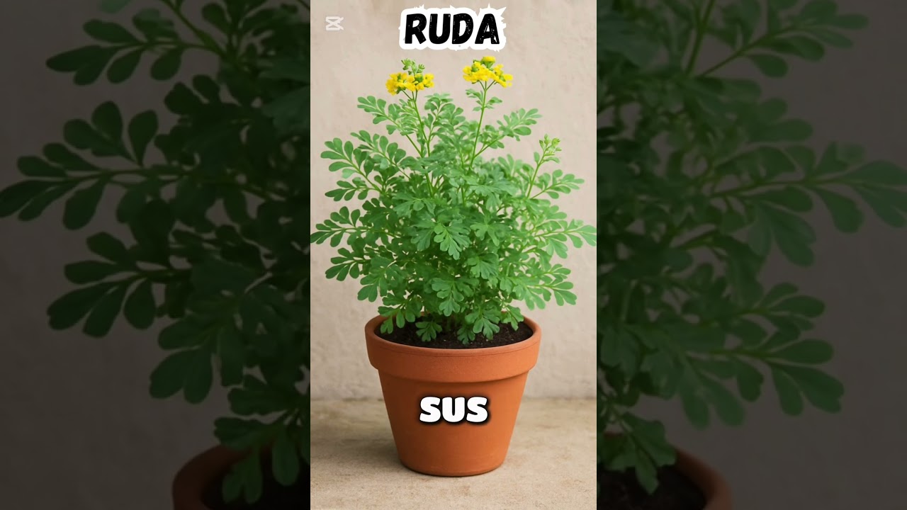 Lo que no sabías de la ruda: la pequeña planta con un gran poder 🌿✨