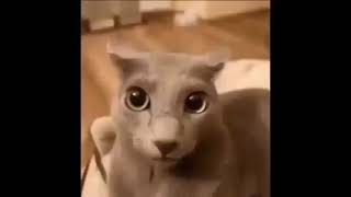 THE cat
