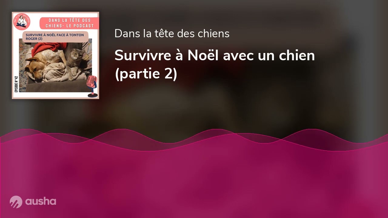 Dans la tête des chiens, Survivre à Noël avec un chien (partie 2)