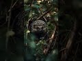 Did the cuckoo scare this tiny hedgehog? | The hedgehog habitat  #wildlife #nature #hedgehog #forest