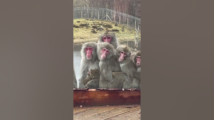 Watch the moment escaped monkey is captured! 😬🐒  #shorts #highlandwildlifepark #missingmonkey