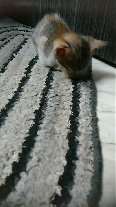 Download lagu #cat #tomy #amanesido #cute petanimal