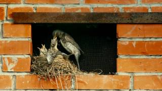 Дрозд кормит птенцов. Гнездо под крышей. Голодные малыши. (birds)
