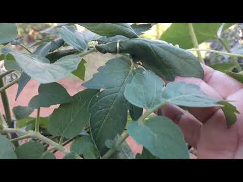 Vídeo: Tomates Em Pepinos Ralados