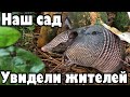 О чудо!!! Броненосцы в нашем саду! Спасайся, кто может! .