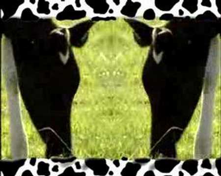 Cow Song