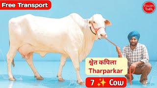 जसविंदर सिंह सरदार जी की दुर्लभ श्वेत कपिला और श्याम कपिला गाय ✨ 6 Tharparkar Rathi Cow ✨ Farm Talk 