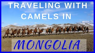 Traveling with Camels in Mongolia (camel training & trekking)
