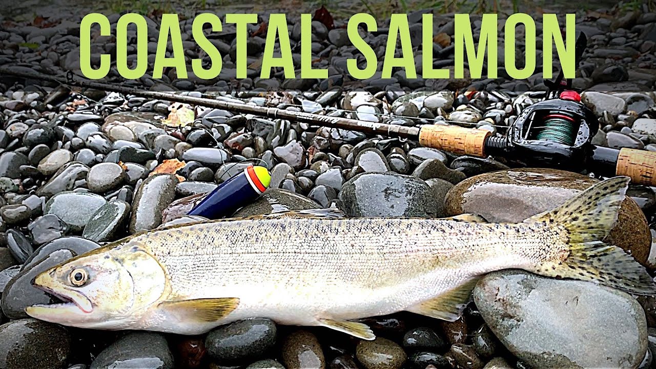 Olympic Peninsula Salmon Fishing, BOBBER DOWN!!