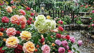 Soft Summer Rain on Velvet Roses [Rain Sounds 4K] 🍃 Soft Rain on Roses for Sleep & Study
