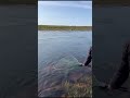 #русскиймеханик #shorts щука поймала сёмгу рыбака 🐟