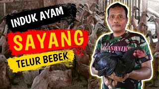SAYANG !!!😘TIPS MUDAH MENETASKAN TELUR BEBEK DENGAN INDUK AYAM