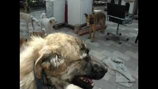 Aris CIMG2140 (2).AVI