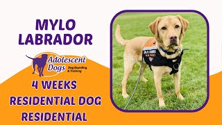 Mylo the Labrador - 4 Weeks Residential Dog Training by Adolescent Dogs Ltd 75 views 1 month ago 4 minutes, 37 seconds