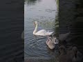 #schwan #natur# schönheit