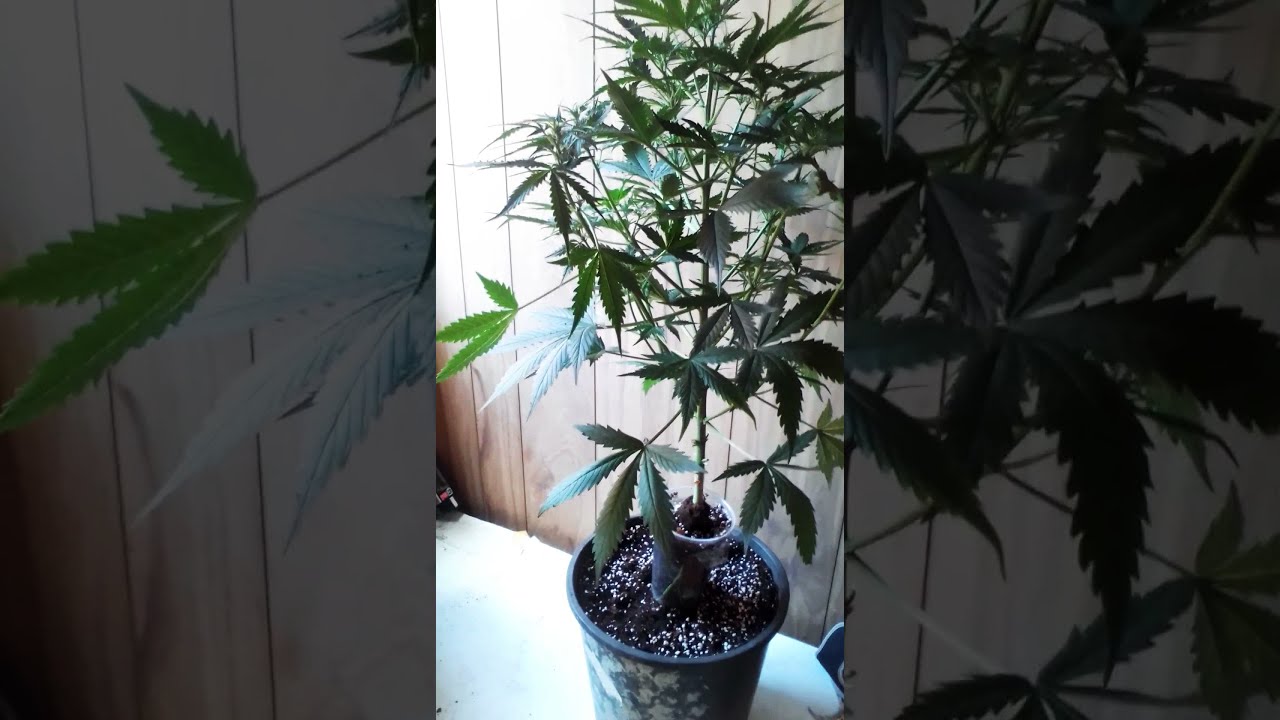 Royal Dwarf Autoflowering, week 6 .