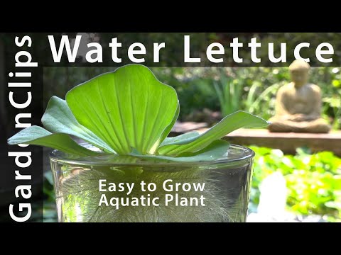 Video: Water Lettuce Pond Plants - How To Grow Water Lettuce