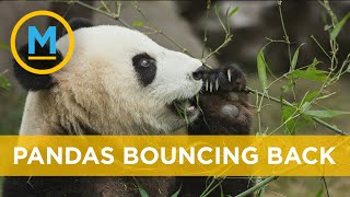 Giant pandas no longer endangered after years of conservation efforts | Your Morning