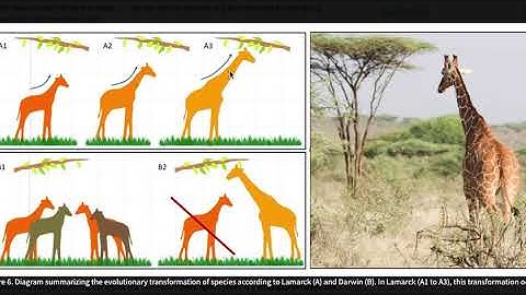 Ch  11.1 Evolution and It