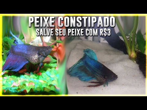 Vídeo: Que Tipo De Peixe Incha Como Uma Bola