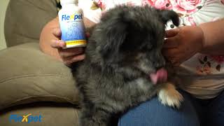 Kaes Story - Dog With Joint Pain Experiences Relief With Flexpet Joint Care Supplement