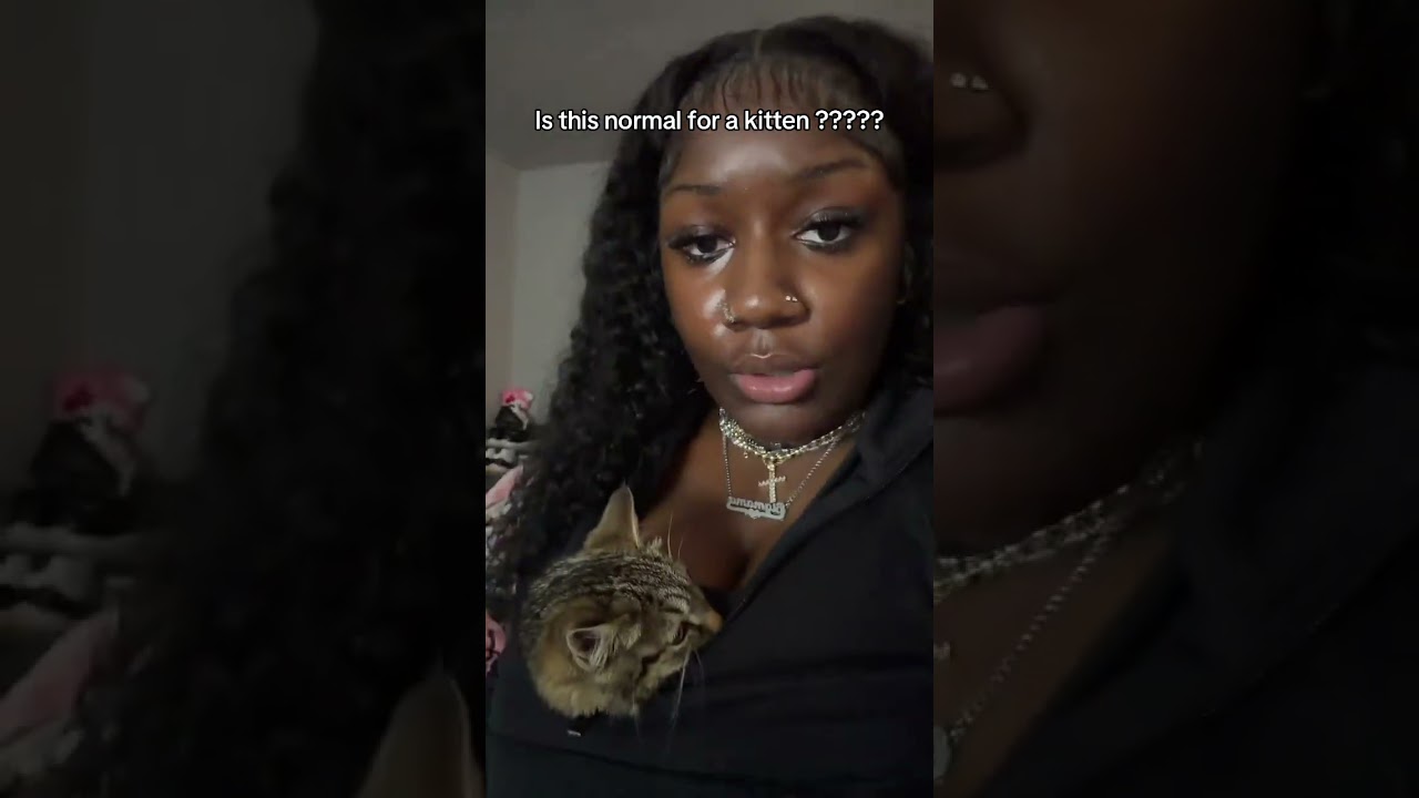 #бездомнаякошка