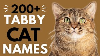 200+ Terrific Names for your TABBY Cat  | Boy & Girl Tabby Cat Names