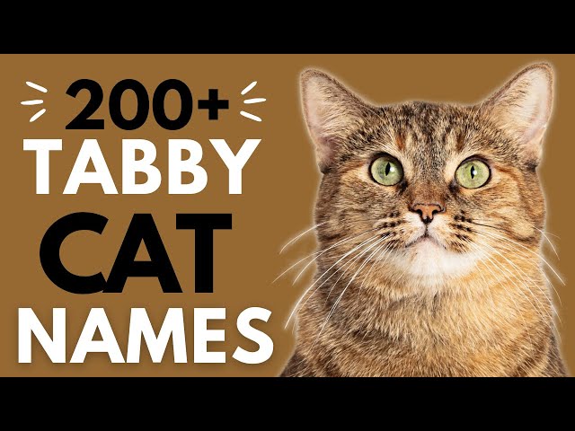 200+ Terrific Names for your TABBY Cat 🤎 | Boy u0026 Girl Tabby Cat Names class=