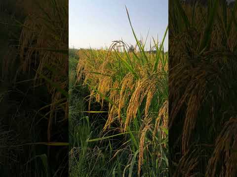 ۳۱ تیر ماه برداشت کشت اول برنج طارم هاشمی