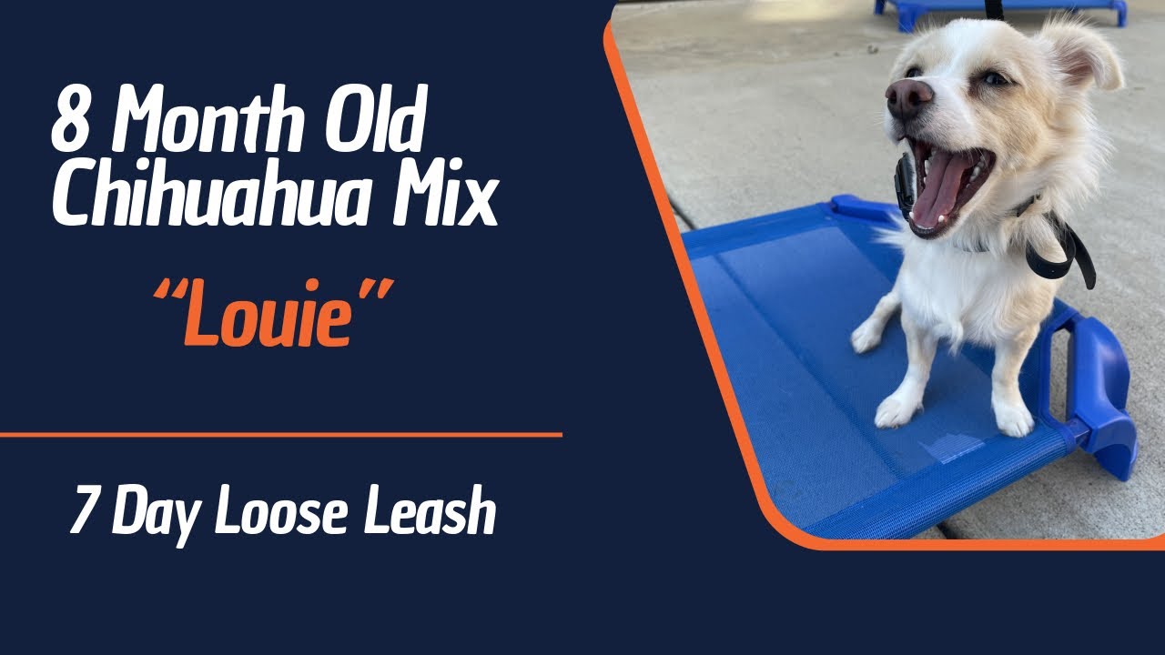 🐶🦮 Off Leash Dog Training / Obedience Training 🦮🐶 YouTube