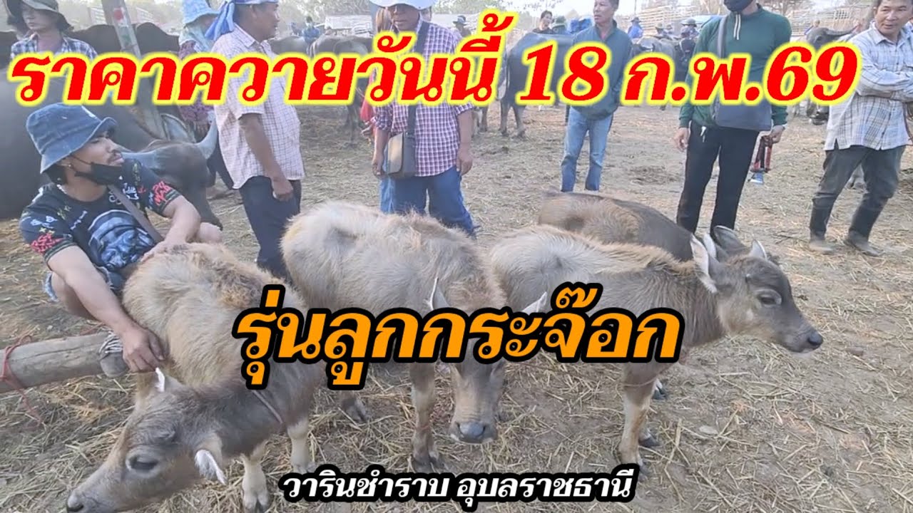 รุ่นลูกกระจ๊อก ราคาควายวันนี้ 18 ก.พ.69 คนหาเลี้ยงเยอะ วารินชำราบ อุบลราชธานี