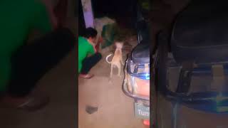Sharique Snowbell ko band karte huye #shariquekiduniya #funny #lifeisbutadream#petshorts #puppey