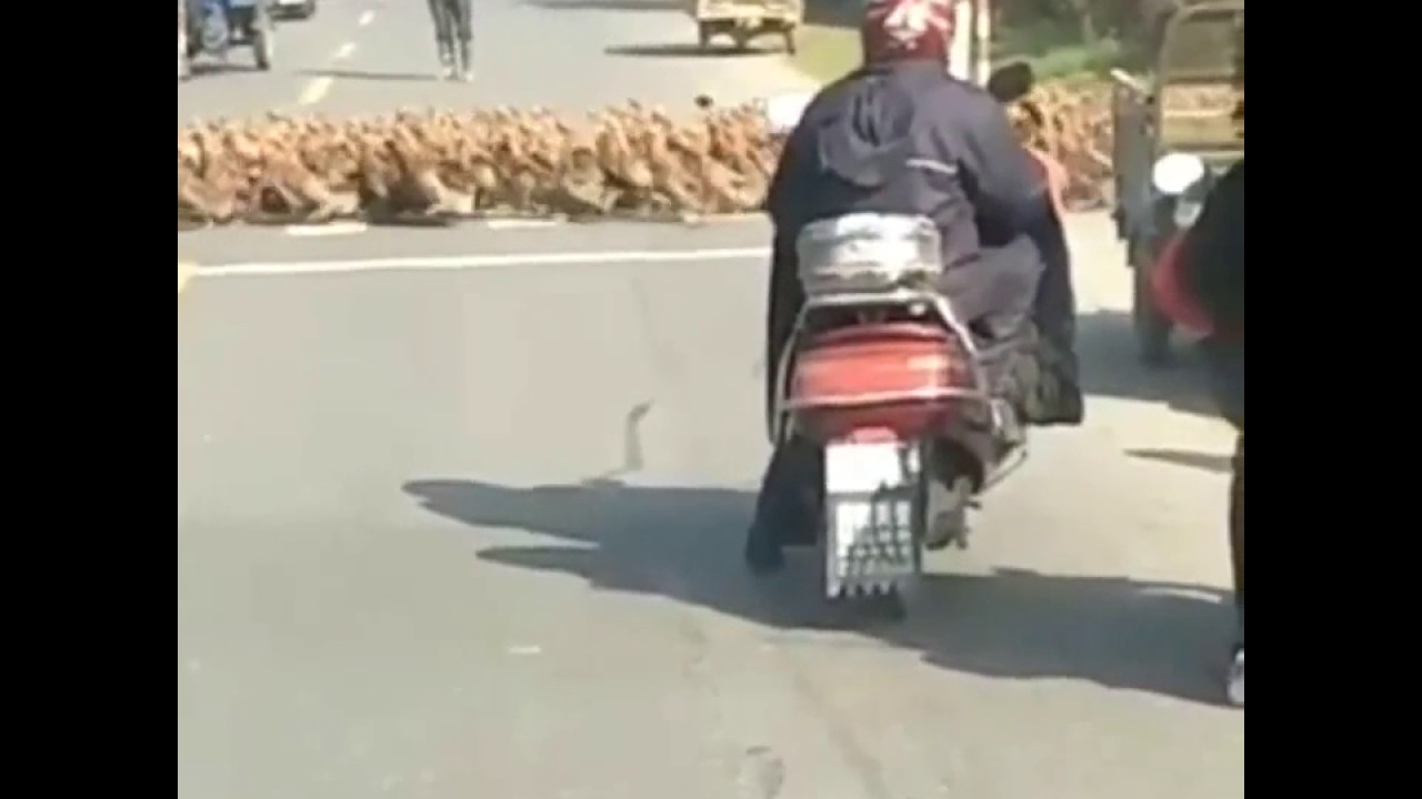 liveleak 20 000 ducks