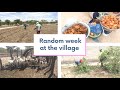 Village life in Africa | Namibia | Omusati Region | Olutsiidhi Village