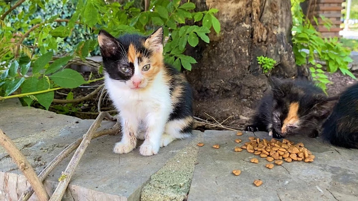 Watch the video about Cute little Kittens living on the street. I gave them food 😍