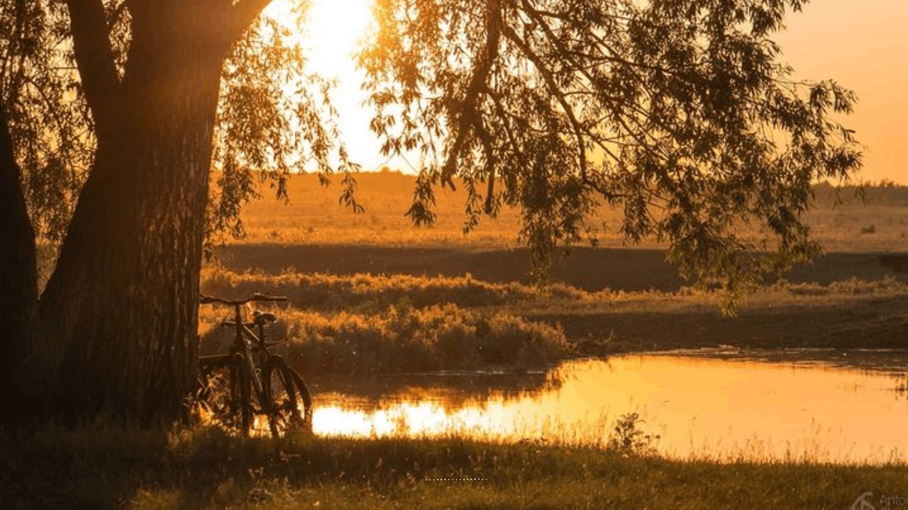 𝐏𝐋𝐀𝐘𝐋𝐈𝐒𝐓 | Gold Dripping Through the Trees